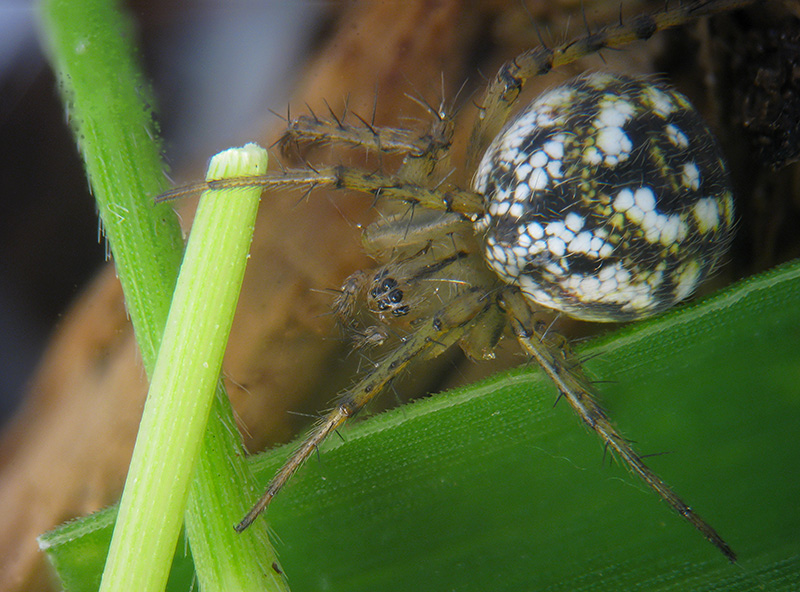 Theridiidae?  No, Araneidae:  Mangora acalypha - Albizzate (VA)